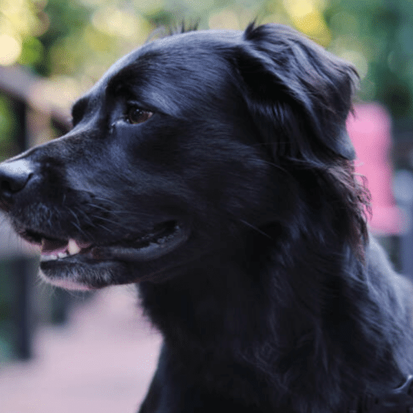 Bella, a black border collie/Labradoodle mix available for adoption at The Good Dog Rescue in Westiminster, CO